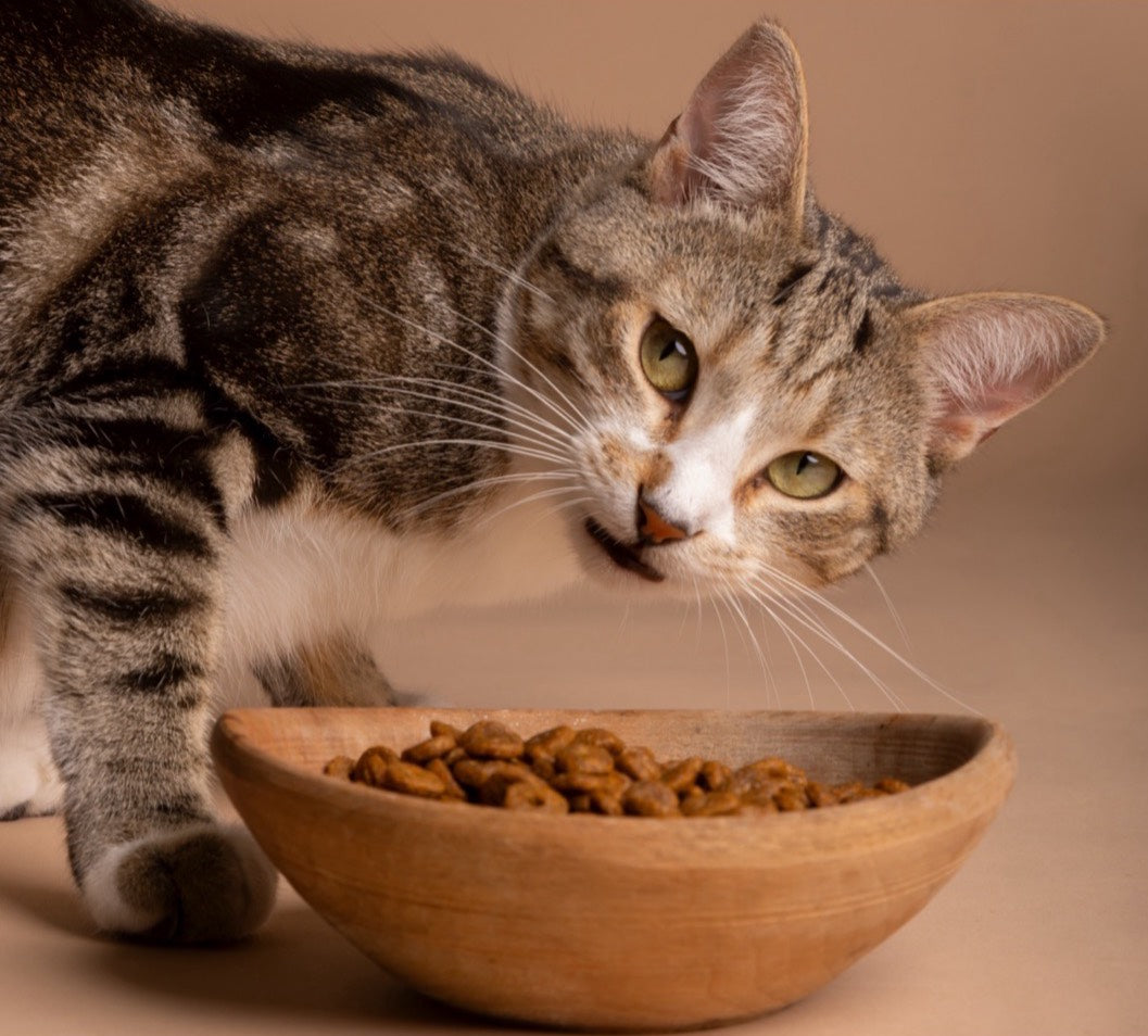 《完整解析貓咪飲食需求與奧藍多精準配方》