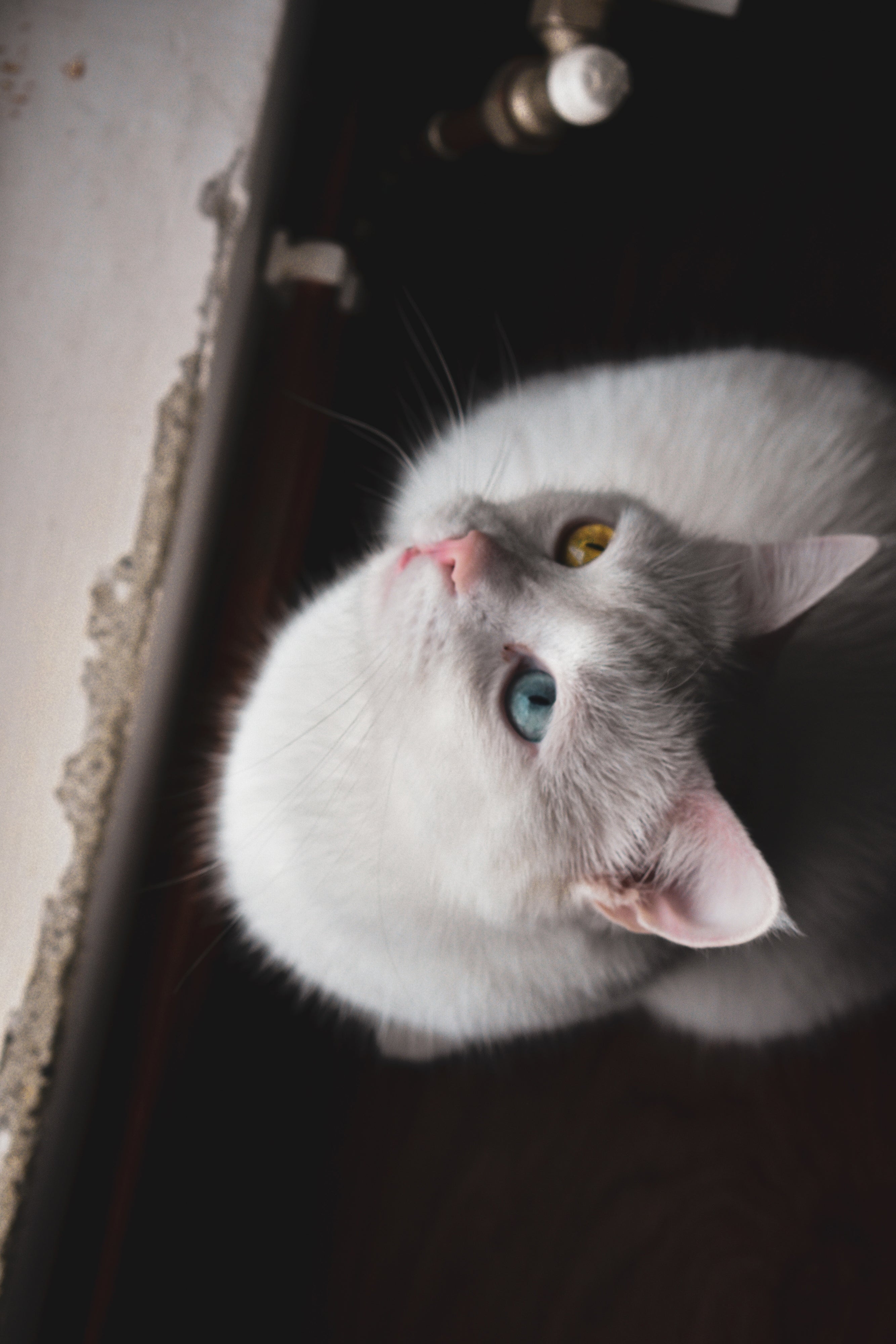 overhead-shot-gray-cat-with-eyes-different-colors1.jpg